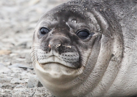 OTL24-24, Day 8, IMG_9436 © Unknown photographer - Oceanwide Expeditions.JPG