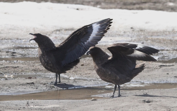 OTL24-24, Day 8, IMG_9517 © Unknown photographer - Oceanwide Expeditions.JPG