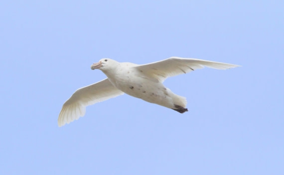 OTL24-24, Day 8, IMG_9644 © Unknown photographer - Oceanwide Expeditions.JPG