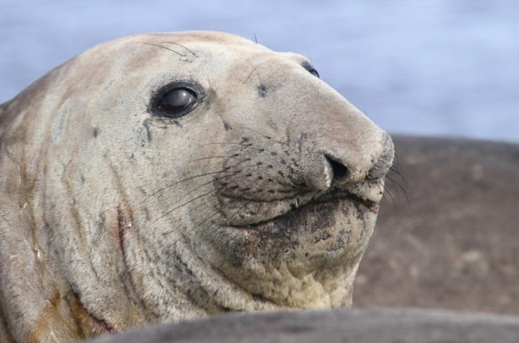 OTL24-24, Day 8, IMG_9664 © Unknown photographer - Oceanwide Expeditions.JPG