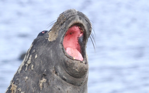 OTL24-24, Day 8, IMG_9688 © Unknown photographer - Oceanwide Expeditions.JPG