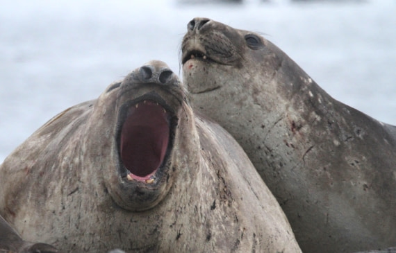 OTL24-24, Day 8, IMG_9715 © Unknown photographer - Oceanwide Expeditions.JPG