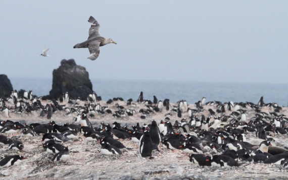 OTL24-24, Day 8, IMG_9726 © Unknown photographer - Oceanwide Expeditions.JPG