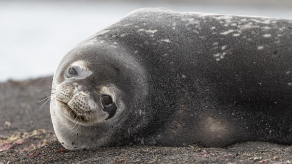 OTL24-24, Day 8, Weddell seal at Telefon 1 © Sara Jenner - Oceanwide Expeditions.jpg