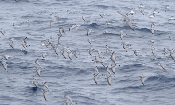 OTL24-24, Day 9, IMG_0028 © Unknown photographer - Oceanwide Expeditions.JPG