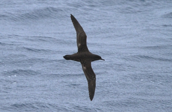 OTL24-24, Day 10, IMG_0221 ©  Unknown photographer - Oceanwide Expeditions.JPG