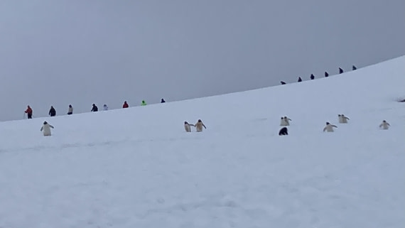 HDS24-24, Day 6, Penguins and mountaineers at Danco © Unknown photographer - Oceanwide Expeditions.jpeg