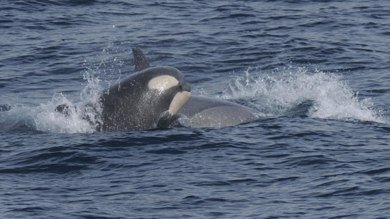 HDS24-24, Day 6, Pic for trip log orca © Andy Perkins - Oceanwide Expeditions.JPG