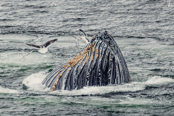 HDS24-24, Day 8, 2B5A5636 © Juan Martin Berenstein - Oceanwide Expeditions.jpg