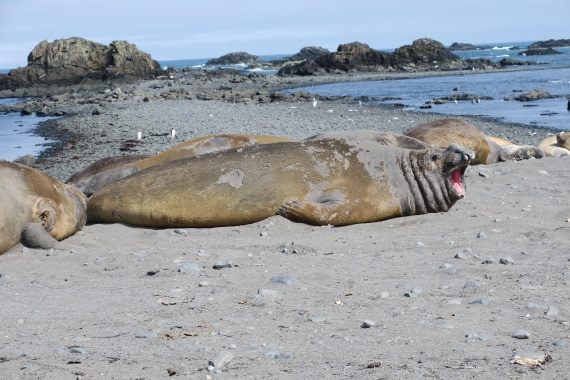 Elephant seal getting tired