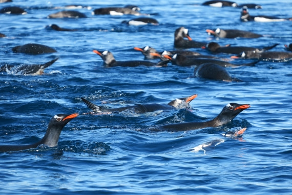 Penguins taking a bath