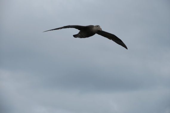 Albatross joining us on the way to Cape Hoorn