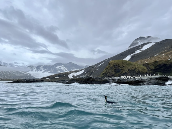 St Andrew’s Penguin