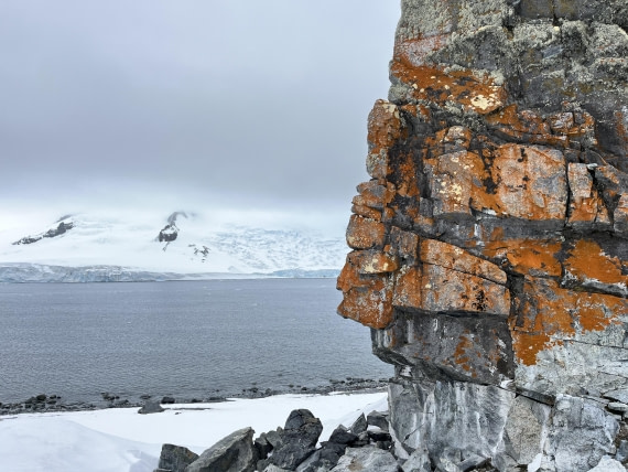 Lichen at Half Moon Island