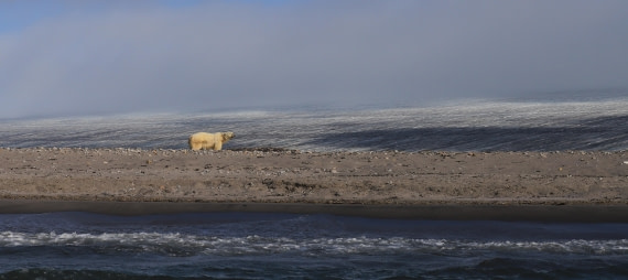 Orso polare a Kvitøya