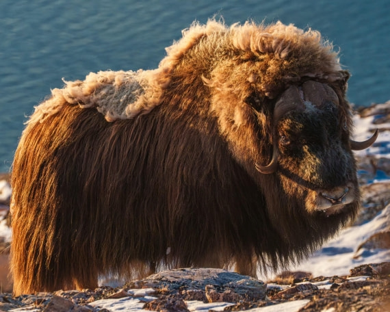 Musk ox alive
