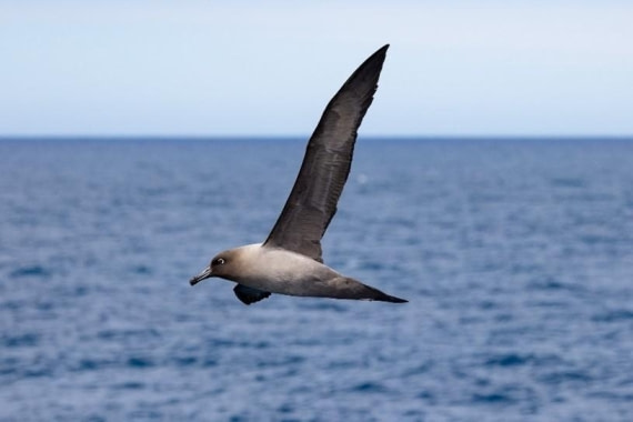 PLA24-24, Day 5, Bird 1 © Unknown photographer - Oceanwide Expeditions.jpg