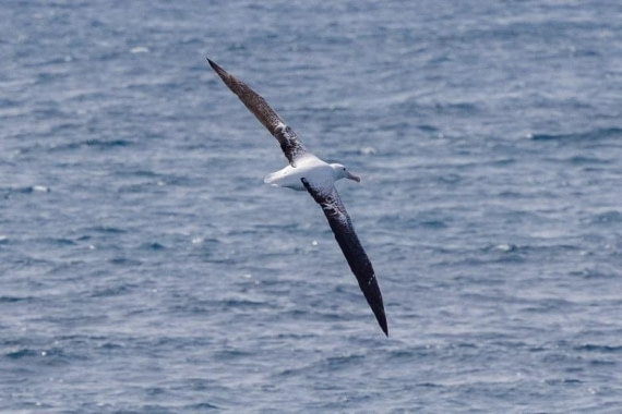 PLA24-24, Day 5, Bird 2 © Unknown photographer - Oceanwide Expeditions.jpg