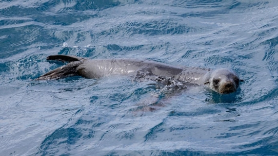PLA24-24, Day 5, Seal © Unknown photographer - Oceanwide Expeditions.jpg