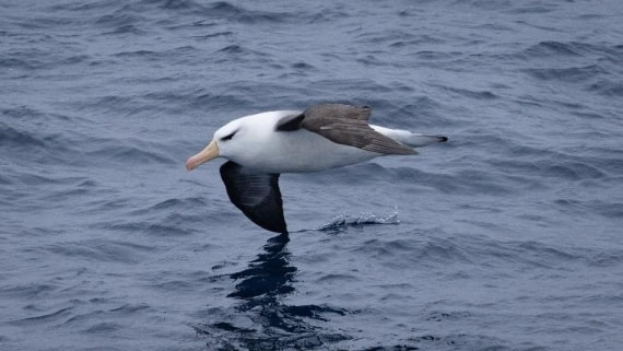 PLA24-24, Day 6, Bird 1 © Unknown photographer - Oceanwide Expeditions.jpg