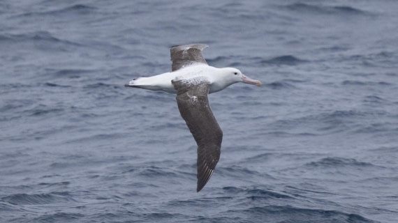 PLA24-24, Day 6, Bird 2 © Unknown photographer - Oceanwide Expeditions.jpg