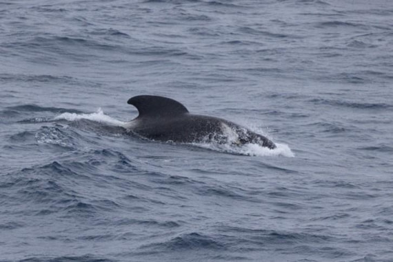 PLA24-24, Day 6, Whale © Unknown photographer - Oceanwide Expeditions.jpg
