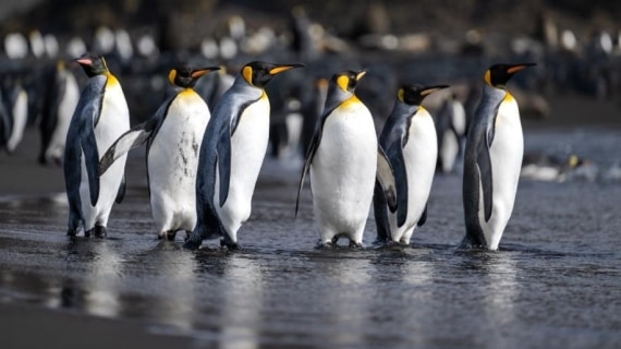 PLA24-24, Day 7, King penguins 1 © Unknown photographer - Oceanwide Expeditions.jpg