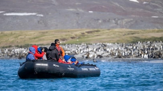 PLA24-24, Day 7, King penguins 4 © Unknown photographer - Oceanwide Expeditions.jpg