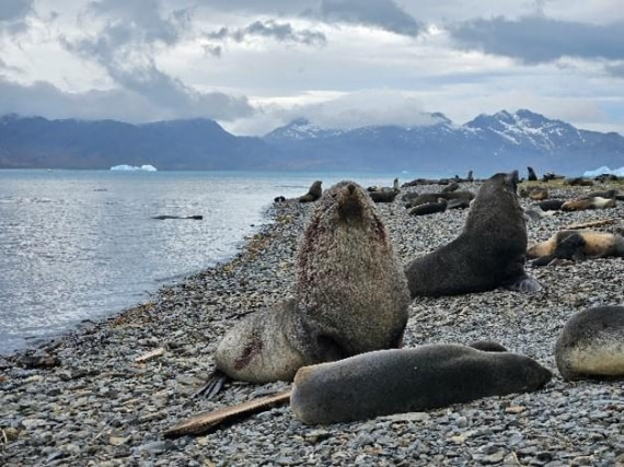 PLA24-24, Day 8, Fur seals © Unknown photographer - Oceanwide Expeditions.jpg