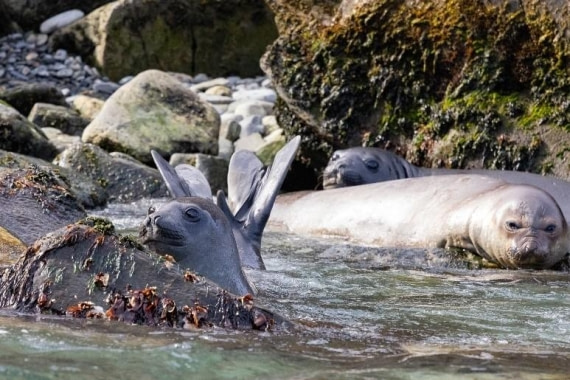PLA24-24, Day 9, Elephant seals © Unknown photographer - Oceanwide Expeditions.jpg
