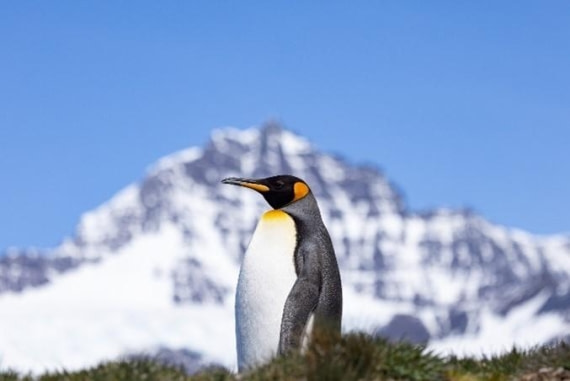 PLA24-24, Day 9, King penguin © Unknown photographer - Oceanwide Expeditions.jpg
