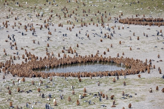 PLA24-24, Day 9, King penguins © Unknown photographer - Oceanwide Expeditions.jpg