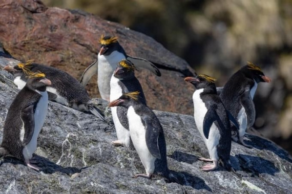 PLA24-24, Day 10, Macaroni penguins © Unknown photographer - Oceanwide Expeditions.jpg