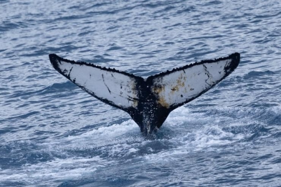 PLA24-24, Day 10, Whale © Unknown photographer - Oceanwide Expeditions.jpg