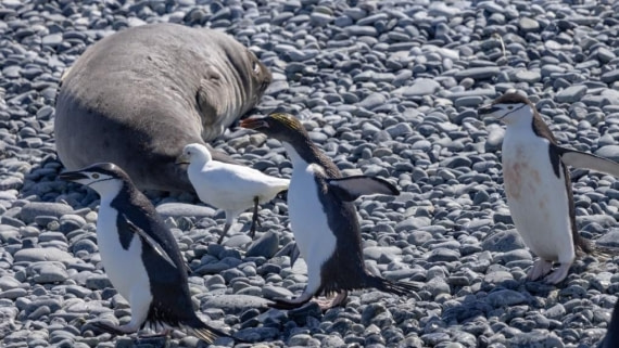 PLA24-24, Day 10, Wildlife © Unknown photographer - Oceanwide Expeditions.jpg