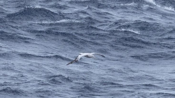 PLA24-24, Day 11, Bird 2 © Unknown photographer - Oceanwide Expeditions.jpg