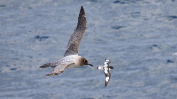 PLA24-24, Day 12, Bird 1 © Unknown photographer - Oceanwide Expeditions.jpg