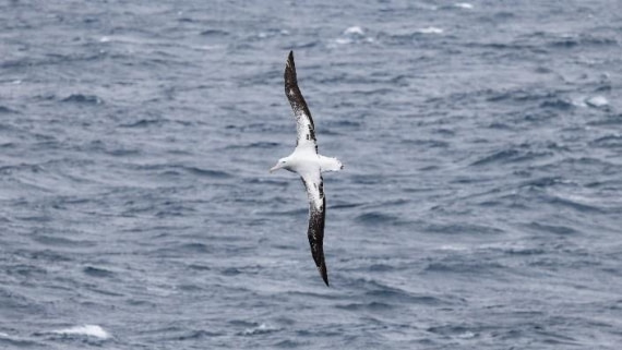 PLA24-24, Day 12, Bird 2 © Unknown photographer - Oceanwide Expeditions.jpg