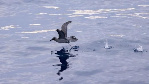 PLA24-24, Day 12, Bird 3 © Unknown photographer - Oceanwide Expeditions.jpg