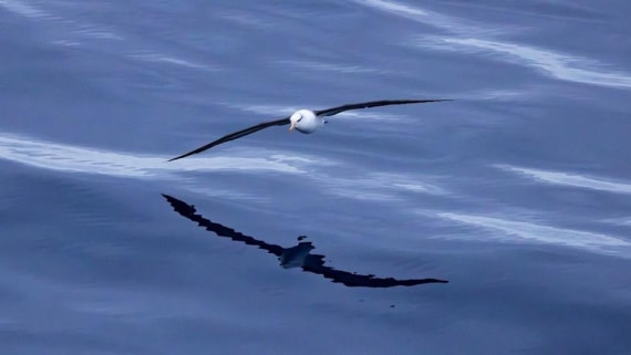 PLA24-24, Day 12, Bird 4 © Unknown photographer - Oceanwide Expeditions.jpg