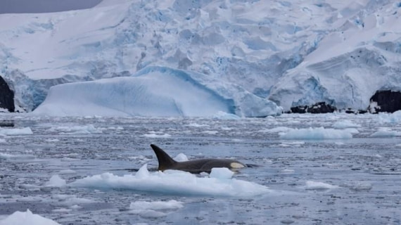 PLA24-24, Day 16, Orca © Unknown photographer - Oceanwide Expeditions.jpg