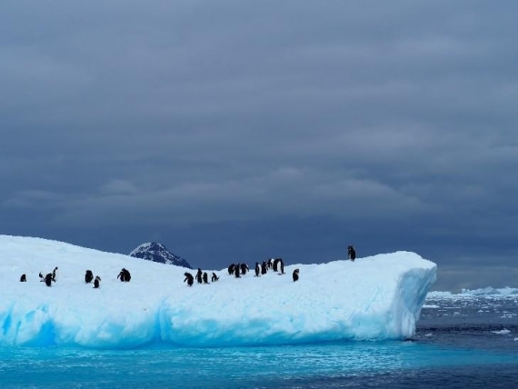 PLA24-24, Day 16, Penguins on ice © Unknown photographer - Oceanwide Expeditions.jpg