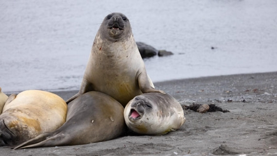PLA24-24, Day 17, Elephant seals © Unknown photographer - Oceanwide Expeditions.jpg