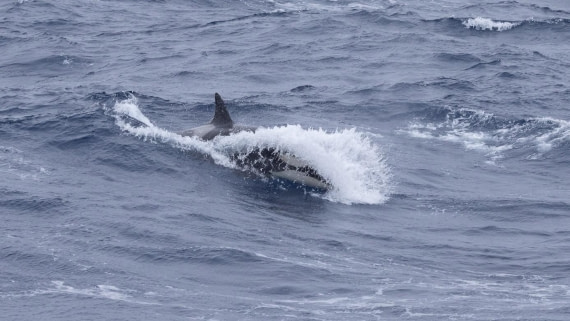 PLA24-24, Day 18, Orca © Unknown photographer - Oceanwide Expeditions.jpg