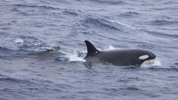 PLA24-24, Day 18, Orcas 2 © Unknown photographer - Oceanwide Expeditions.jpg