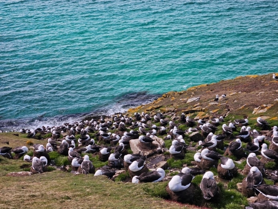 PLA24-24, Day 3, Black-browed albatrosses © Unknown photographer - Oceanwide Expeditions.jpg