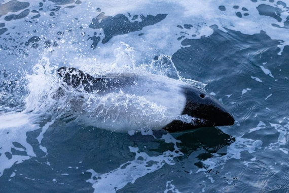 PLA24-24, Day 3, Dolphin © Unknown photographer - Oceanwide Expeditions.jpg