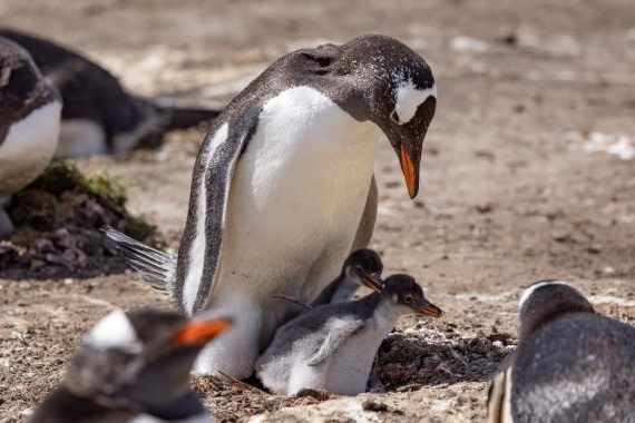 PLA24-24, Day 3, Gentoo penguins © Unknown photographer - Oceanwide Expeditions.jpg