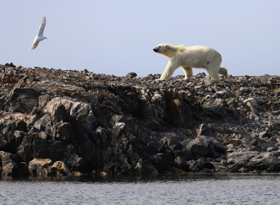Wondering polar bear