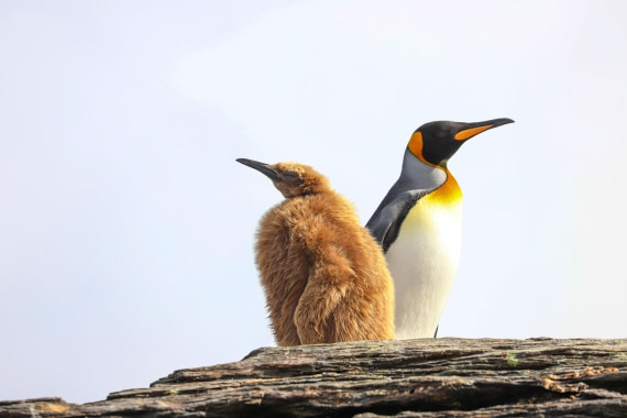 Symmetry. King pinguin chick and its parent